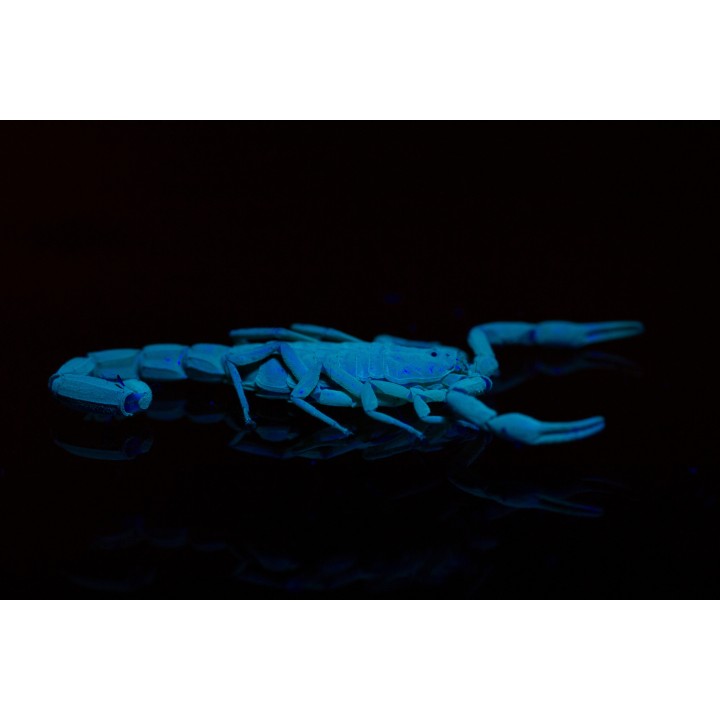 21 LED UV Torch 395nm (TOR033)